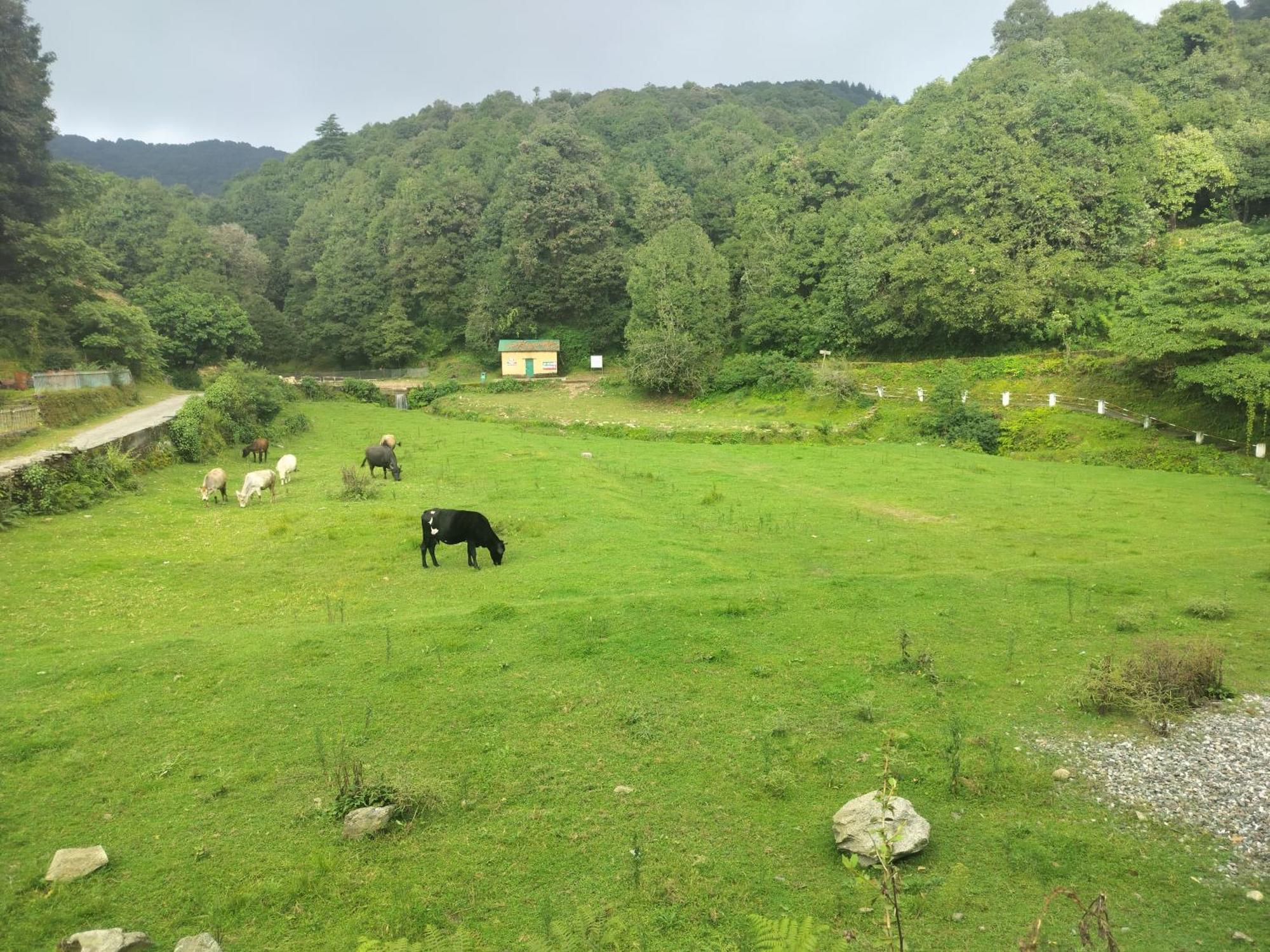 Simba Jungle Lodge, Binsar Wildlife Sanctuary Exterior photo